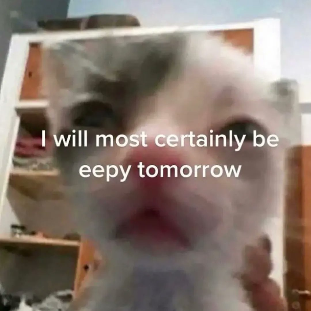 smol silly cat tweet media