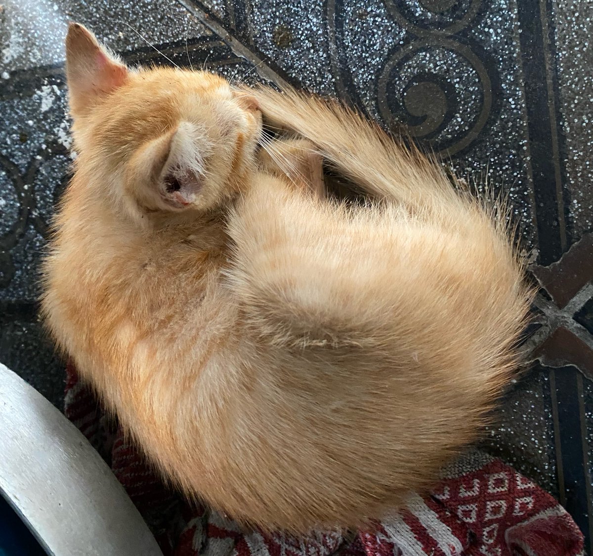 new renault tweet media