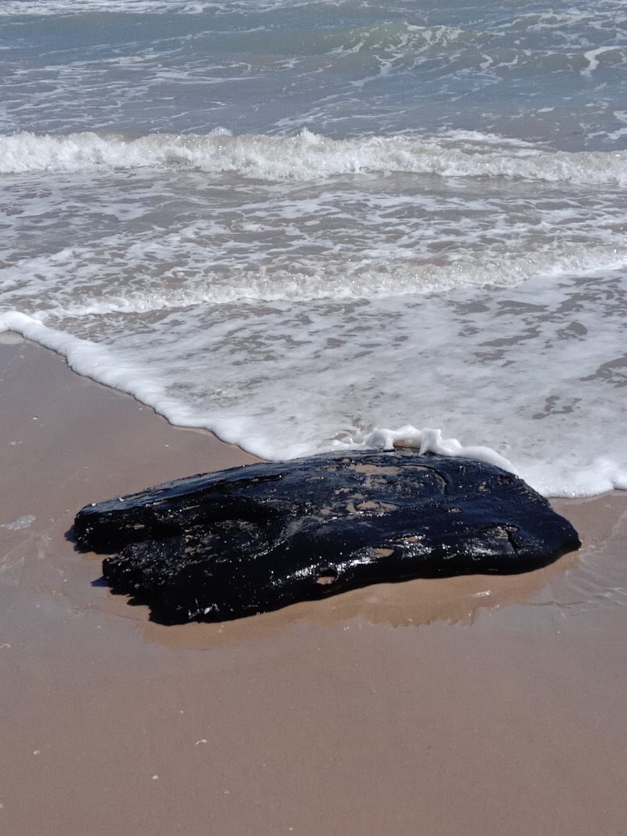 ernesto_mendez's tweet photo. Golfo de México…
#CONIBIO Global encontró el segundo fragmento de #Chapopote 17 kilómetros al sur de #PlayaBagdad, #Tamaulipas, en zona de anidación de #TortugaLora, especie en peligro de extinción, muy cerca de la frontera con #Texas, #EstadosUnidos
El bloque, aparentemente fresco, mide 1.20 metros de largo por un metro de ancho, y un peso estimado de más de 100 kilogramos.
“Este tipo de contaminación representa una seria amenaza para la vida silvestre, los ecosistemas costeros y la salud ambiental del litoral, por lo que se mantiene vigilancia permanente en la zona ante la posibilidad de nuevos arribazones”, indicó la organización ambientalista.