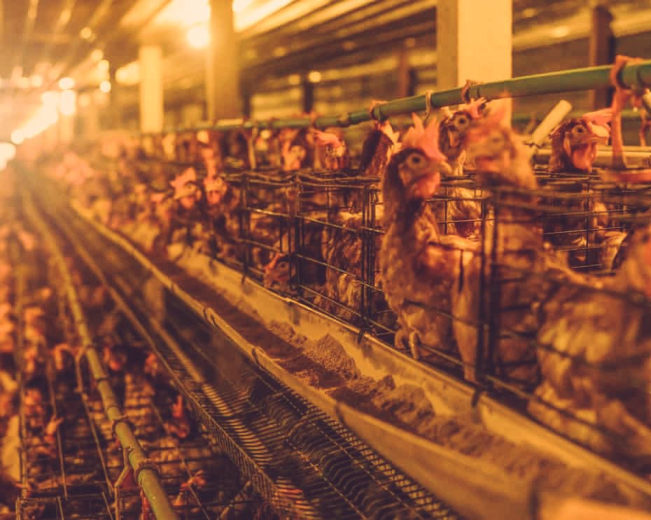 greennomad61's tweet image. "Agriculture is the leading cause of water pollution...Environment Agency estimated last year that it accounts for 70% of nitrate pollution and 25-30% of phosphorus pollution."

#EndAnimalAg 
#EarthDay2026
#StopPollution
#vegan 
#H5N1

theguardian.com/environment/20…