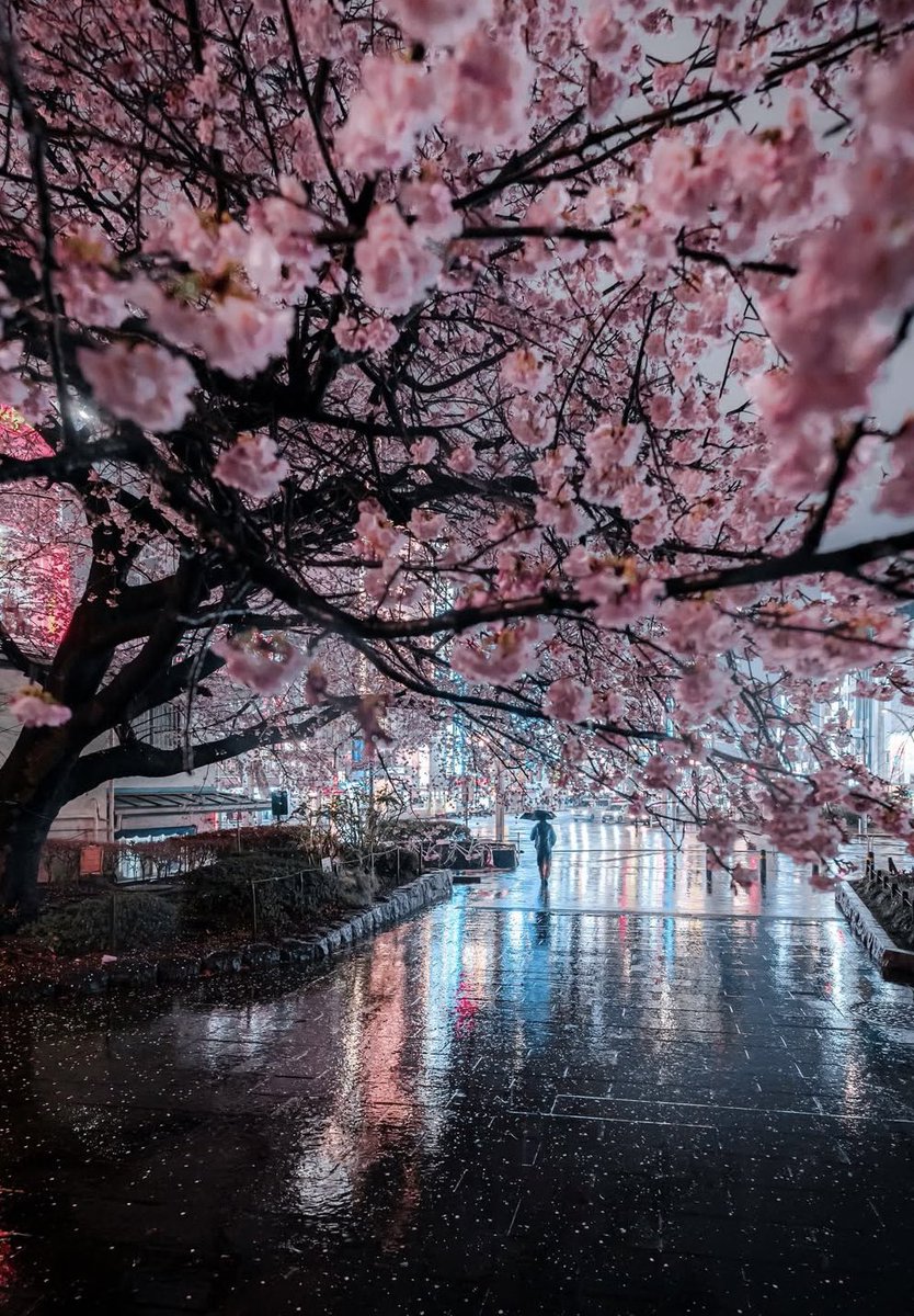voshans's tweet photo. Avondsfeer…
(Foto PON Photography)
#Tokyo #Japan
#cityview #stadsbeeld #straatbeeld
#fotografie #photography
#citylife #stadsleven #streetlife
#straatleven #streetphotography
#nachtleven #nightlife #nightview
#bloesem #blossom
#cherryblossom #reflections #reflecties https://t.co/CW4L8V2R0t