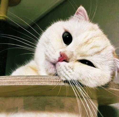 𝓽𝓲𝓯𝓯 🪁 🏰 tweet media