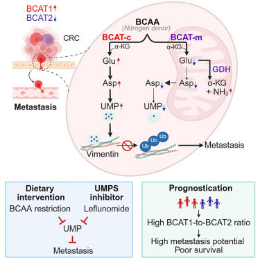 Cell_Metabolism's tweet photo. Compartmentalized branched-chain amino acid metabolism orchestrates colorectal cancer dissemination via an UMP-vimentin axis https://t.co/wyv5351LfC https://t.co/9Yo8QdC3Hg