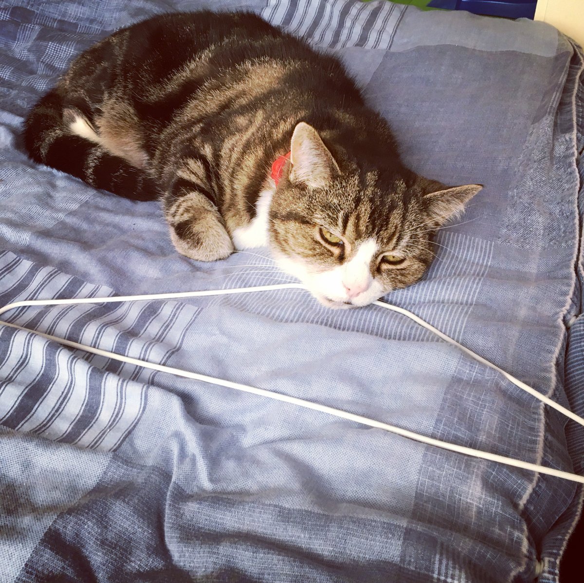 Stuart Wilson tweet media