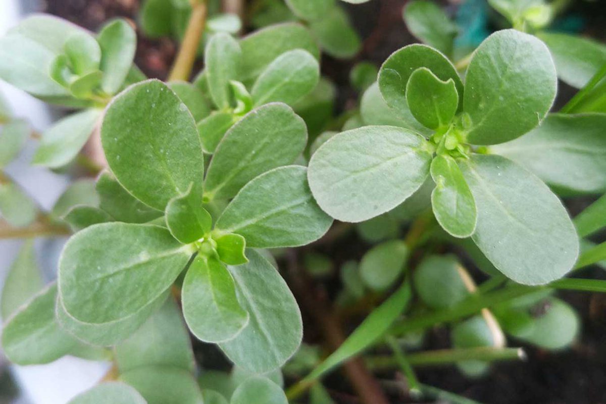 YoAmoaLaCiencia's tweet photo. Verdolaga: ¿quelite o verdura?

Con la verdolagas (Portulaca oleracea) cruzan dos formas de entender las plantas. 

Por un lado se considera un quelite porque crece sin intervención humana y se recolecta directamente del campo.

Pero a diferencia de otros quelites que se consumen antes de su maduración cuando están tiernos, en la verdolaga se aprovechan hojas y tallos ya desarrollados. 

Cuando la planta está más madura y carnosa, lo que le da volumen y esa textura ligeramente crujiente.

También nos referimos a las verdolagas como verdura, dentro de los usos de la gastronomía.

Las partes comestibles de las verdolagas contienen vitamina C, vitamina A, magnesio, potasio y algo poco común en plantas los ácidos grasos omega-3, asociados con la salud cardiovascular.

Es común que la verdolaga se guise con tomatillo verde o con nopales no solo por sabor, sino porque coinciden en sus tiempos de desarrollo en el campo.

Durante la temporada de lluvias, cuando la verdolaga está en su punto también el tomatillo alcanza madurez y los nopales brotan tiernos, lo que facilita que se recolecten juntos sin necesidad de cultivo planeado.

Esta coincidencia natural explica por qué estos ingredientes terminaron formando combinaciones tradicionales en la cocina mexicana.
