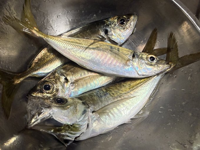 やった〜!!ついにアジングシーズン到来!!シーズン最序盤だけど20cm位のアジがポツポツ釣れました 