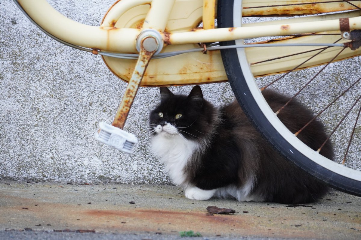 田代島猫散歩2 tweet media