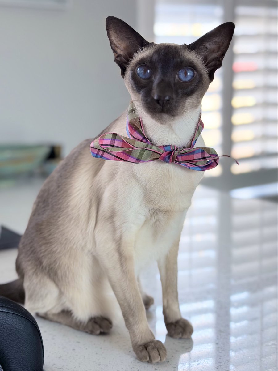 ThreeAmigos tweet media