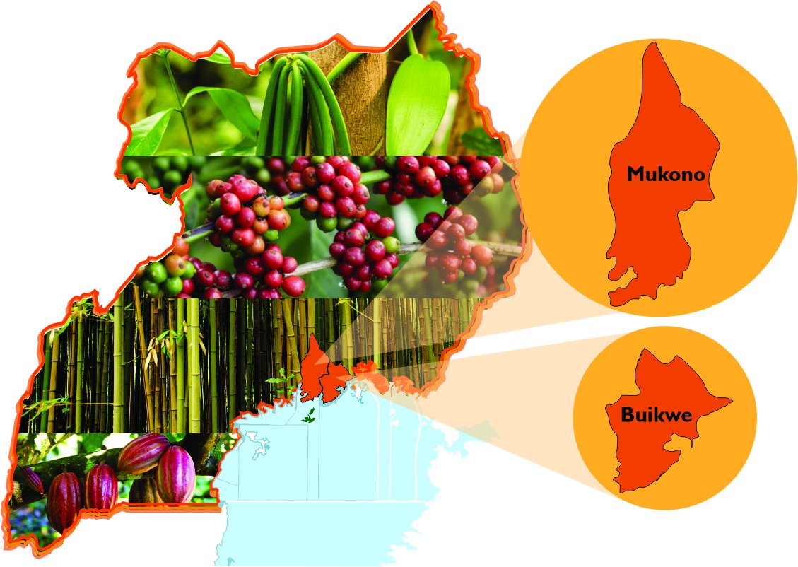 IITA_CGIAR's tweet image. 🚀 #HappeningNow in Mukono, Uganda! 🚀

We're launching the Bamboo-based Agroforestry Project! 🌳 Implemented by @IITA_Uganda, in partnership with EKiBBO Farming Services, @narouganda @EnabelinUganda @EUinUG @BelgiumInUganda @Educ_SportsUg, and Mukono and Wakiso district