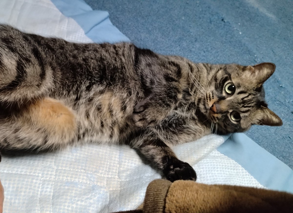 めー(にゃお)🐈 tweet media