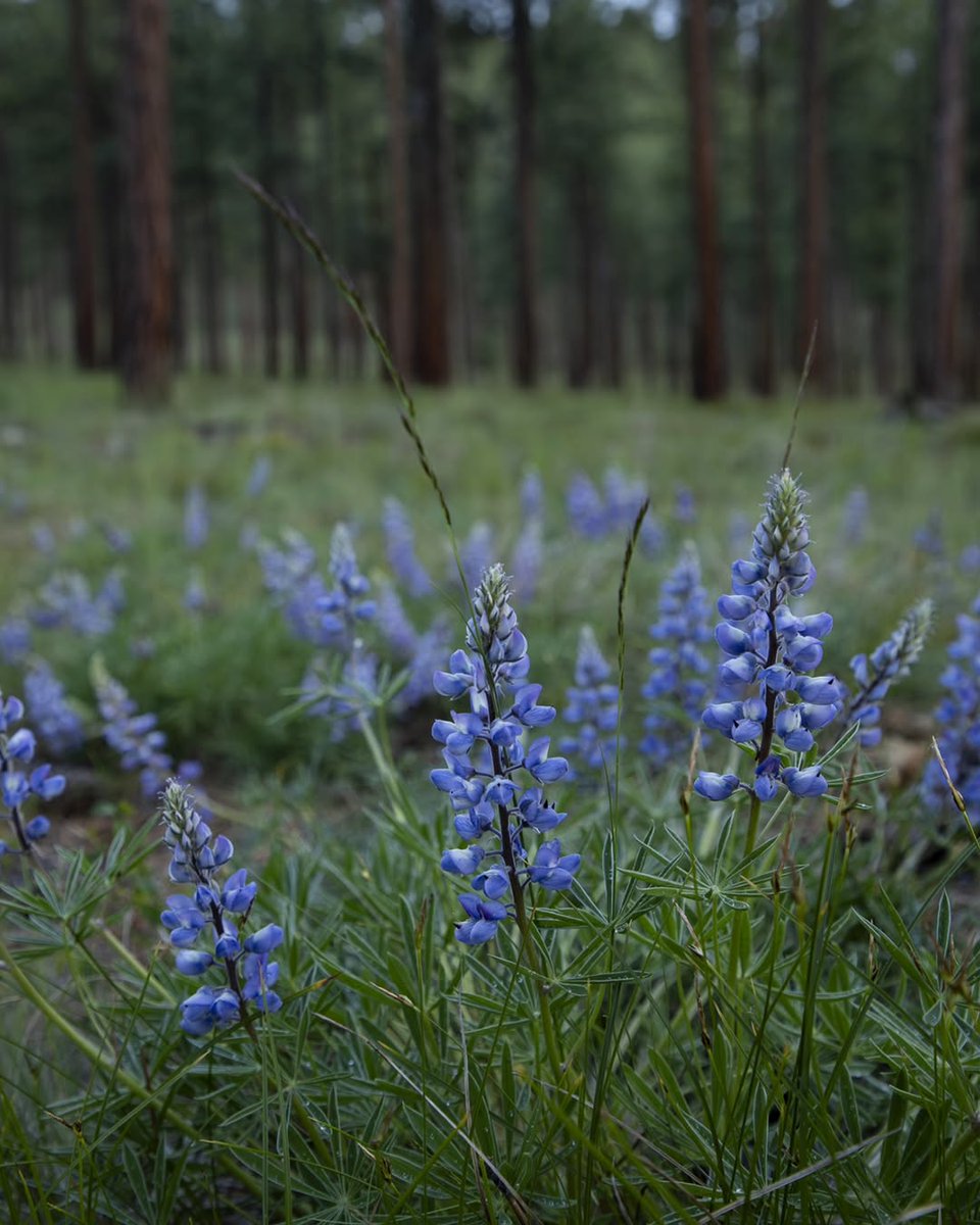 Western Montana's Glacier Country tweet media