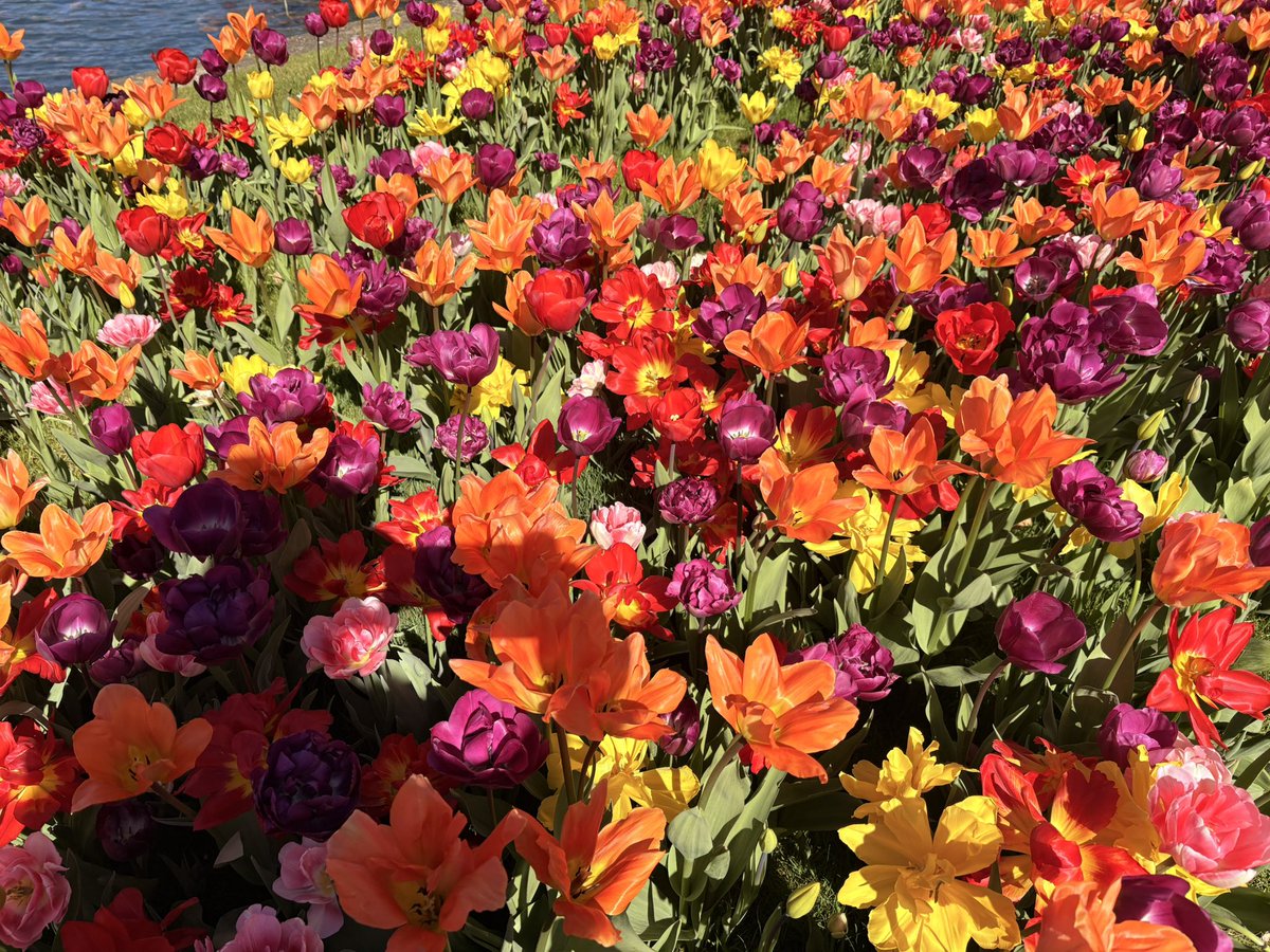 Blush2783's tweet photo. Family trip to see the stunning tulips at Wisley https://t.co/2IK8sSfmGG