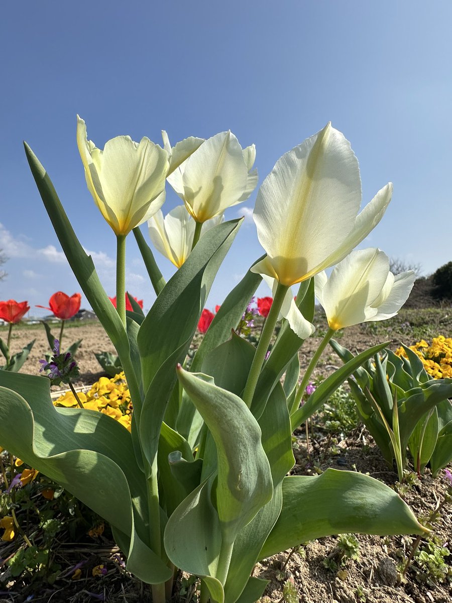 今日も穏やかに生きる そう誓ったふるぴんです 納豆を食べるときって何回くらい かきまぜますか？ 私は100回くらい 箸でグルグルしています ...