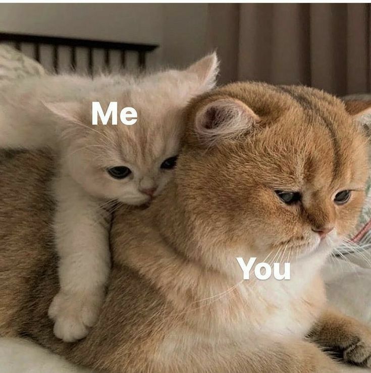 Solithra ☀️ tweet media