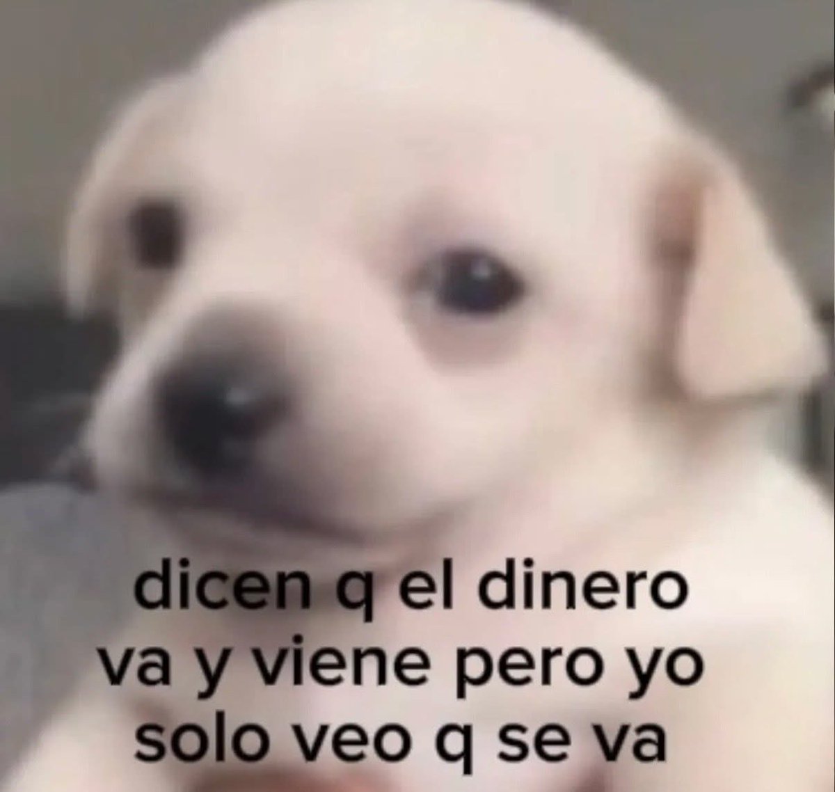 Pero sí vuelve o no?