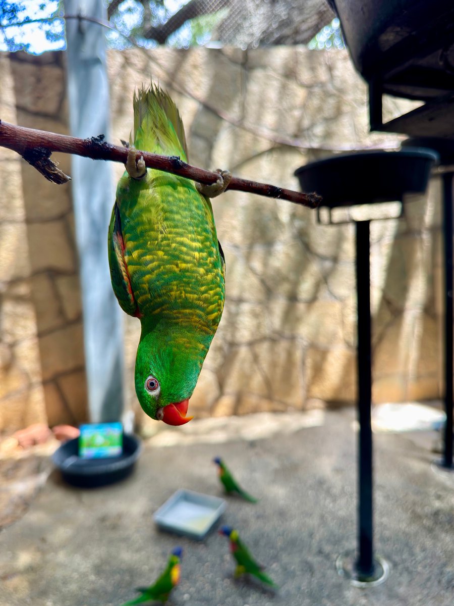 SanAntonioZoo's tweet photo. Happy National Zoo Lovers Day! 💚

We want to say THANK YOU you to everyone who supports San Antonio Zoo. Your passion helps us provide exceptional animal care and allows us to carry out our vision of securing a future for wildlife.

We couldn’t do it without you! 🐾 https://t.co/Kwll9jp4np
