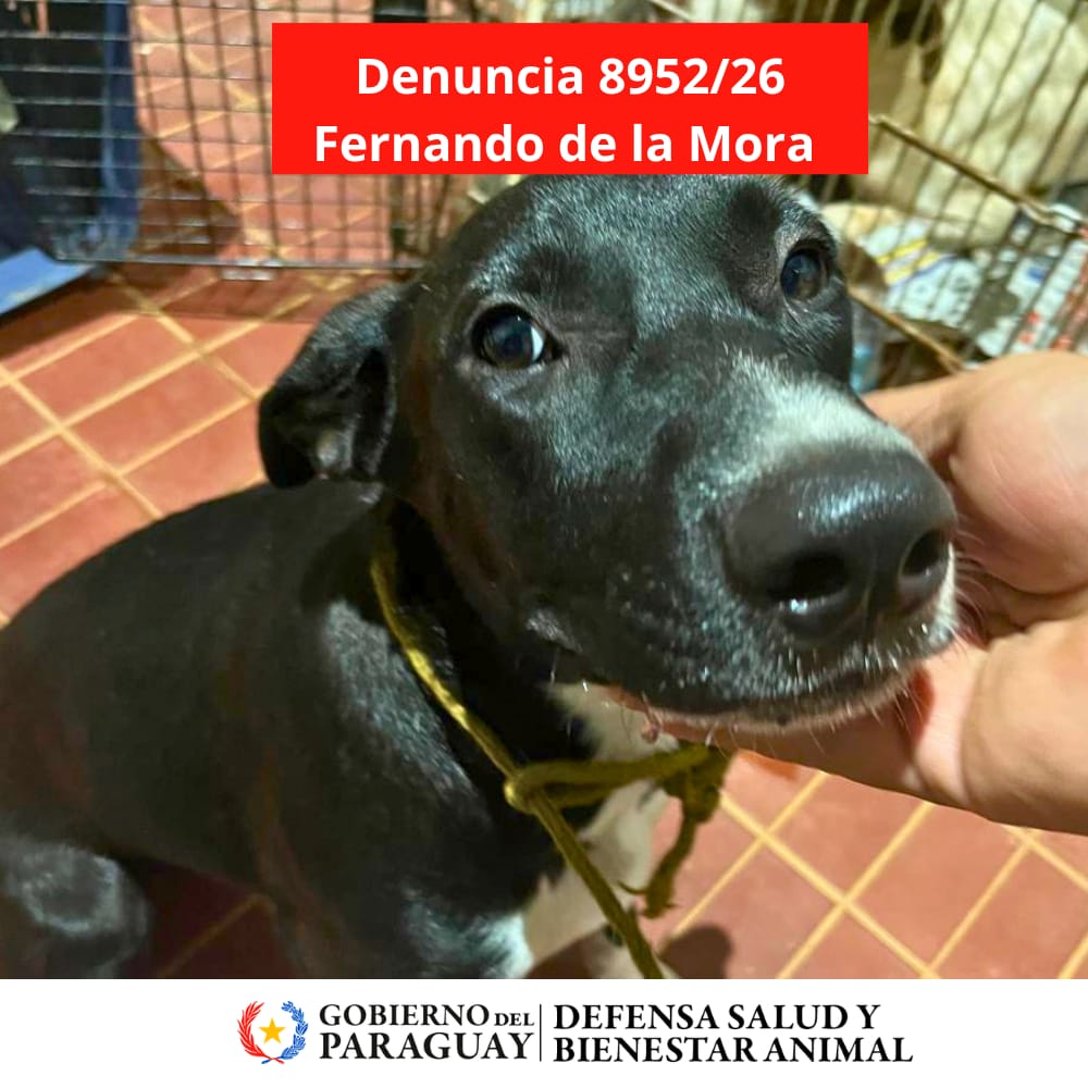 Dirección Nacional de Defensa Animal tweet media