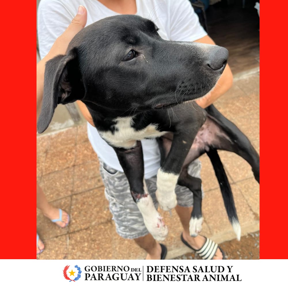 Dirección Nacional de Defensa Animal tweet media