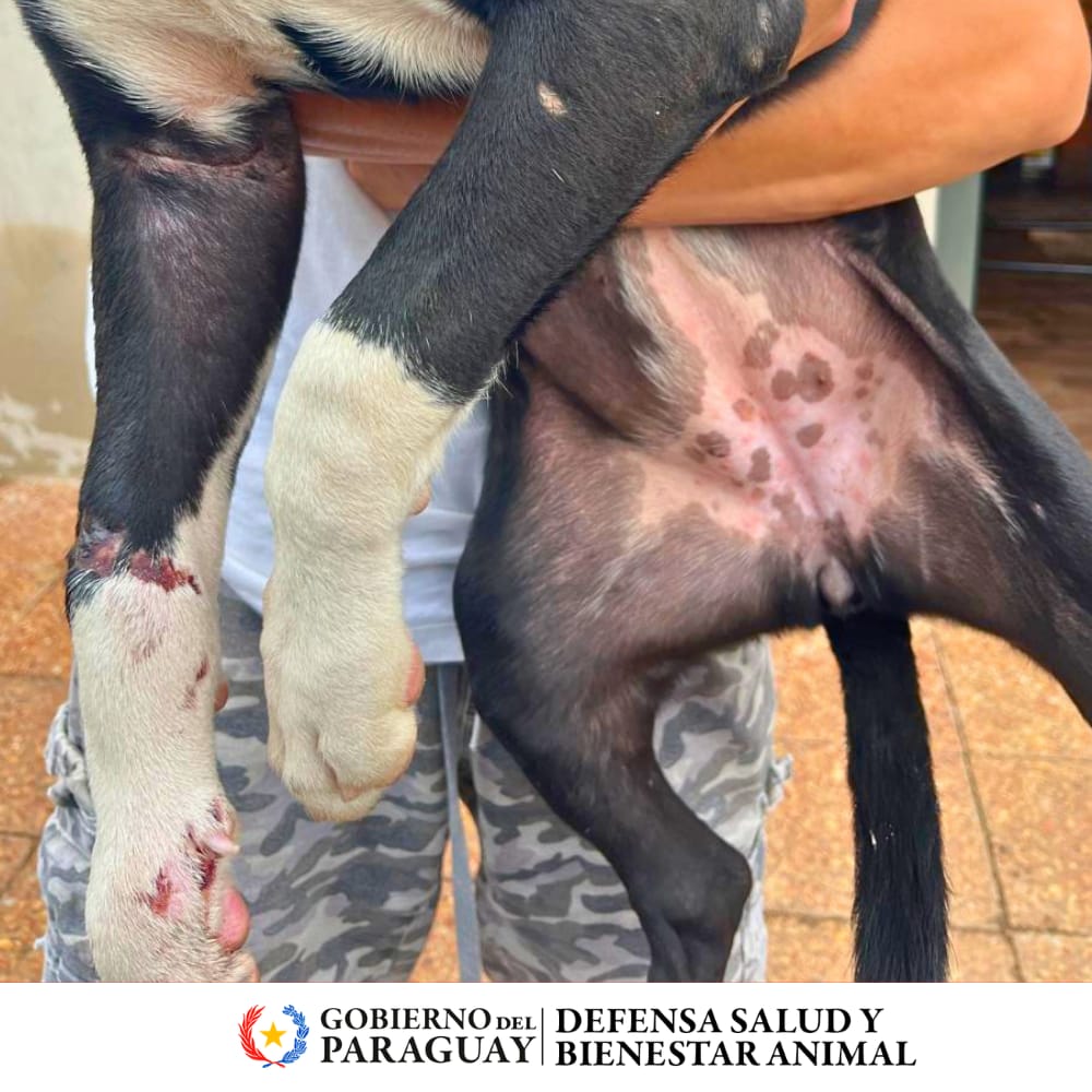 Dirección Nacional de Defensa Animal tweet media