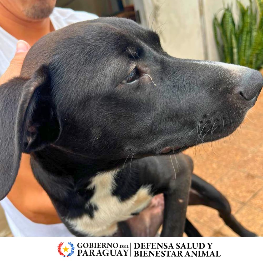 Dirección Nacional de Defensa Animal tweet media