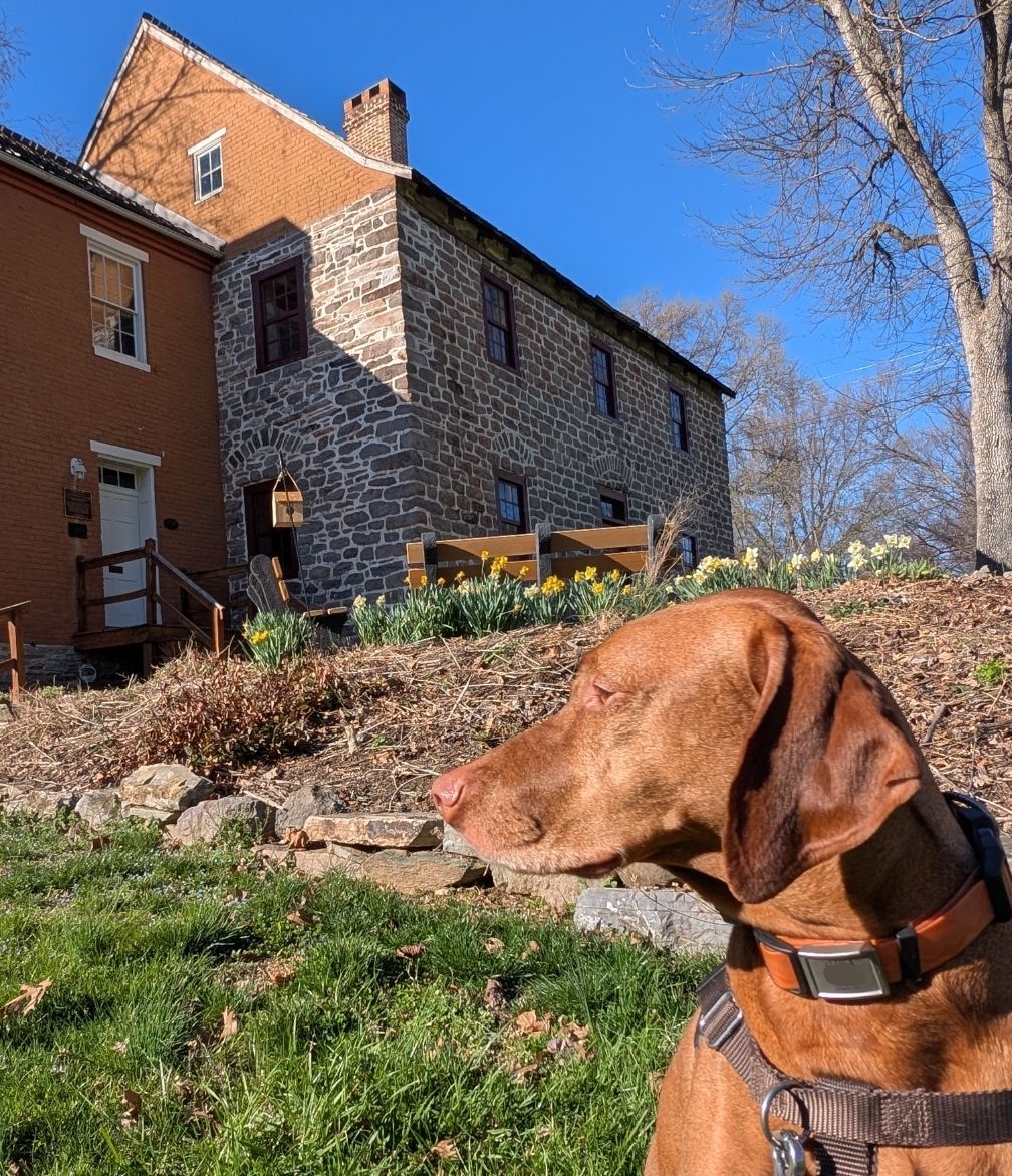 Intrepid Pup tweet media