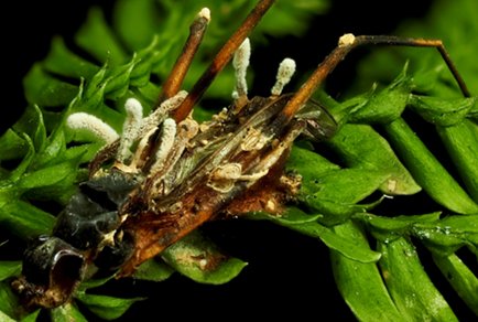 Phytotaxa's tweet photo. #Taxonomy and phylogeny of Pleurocordyceps (#Polycephalomycetaceae, #Hypocreales) associated with ants and cicadas from #Malaysia, including a #newspecies and #newrecords
https://t.co/44Kkrw5kaW https://t.co/ES9f1DVS6n