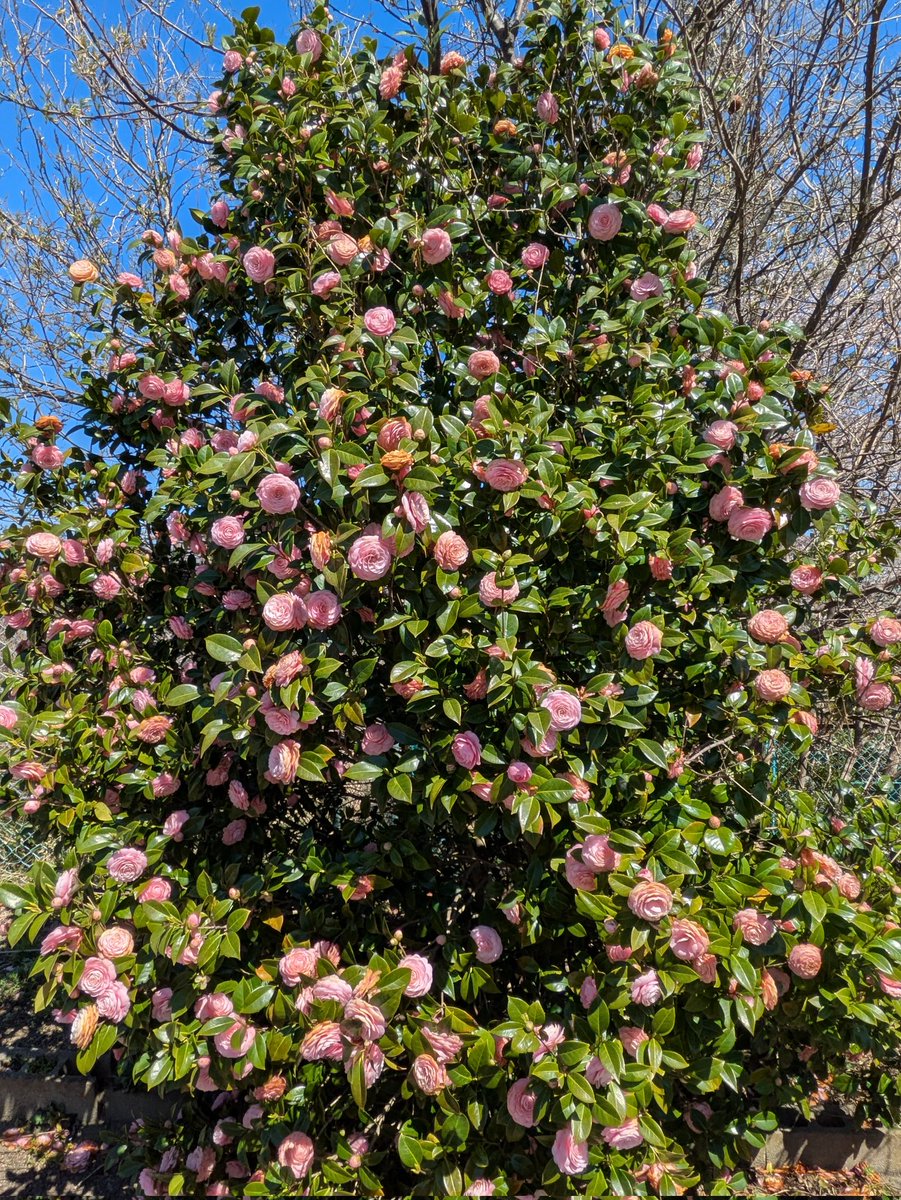おはようございます

大きな大きな
乙女椿の木に
今年も沢山
花が咲きました☺

今日も佳い一日を🍀

#TLを花でいっぱいにしよう
