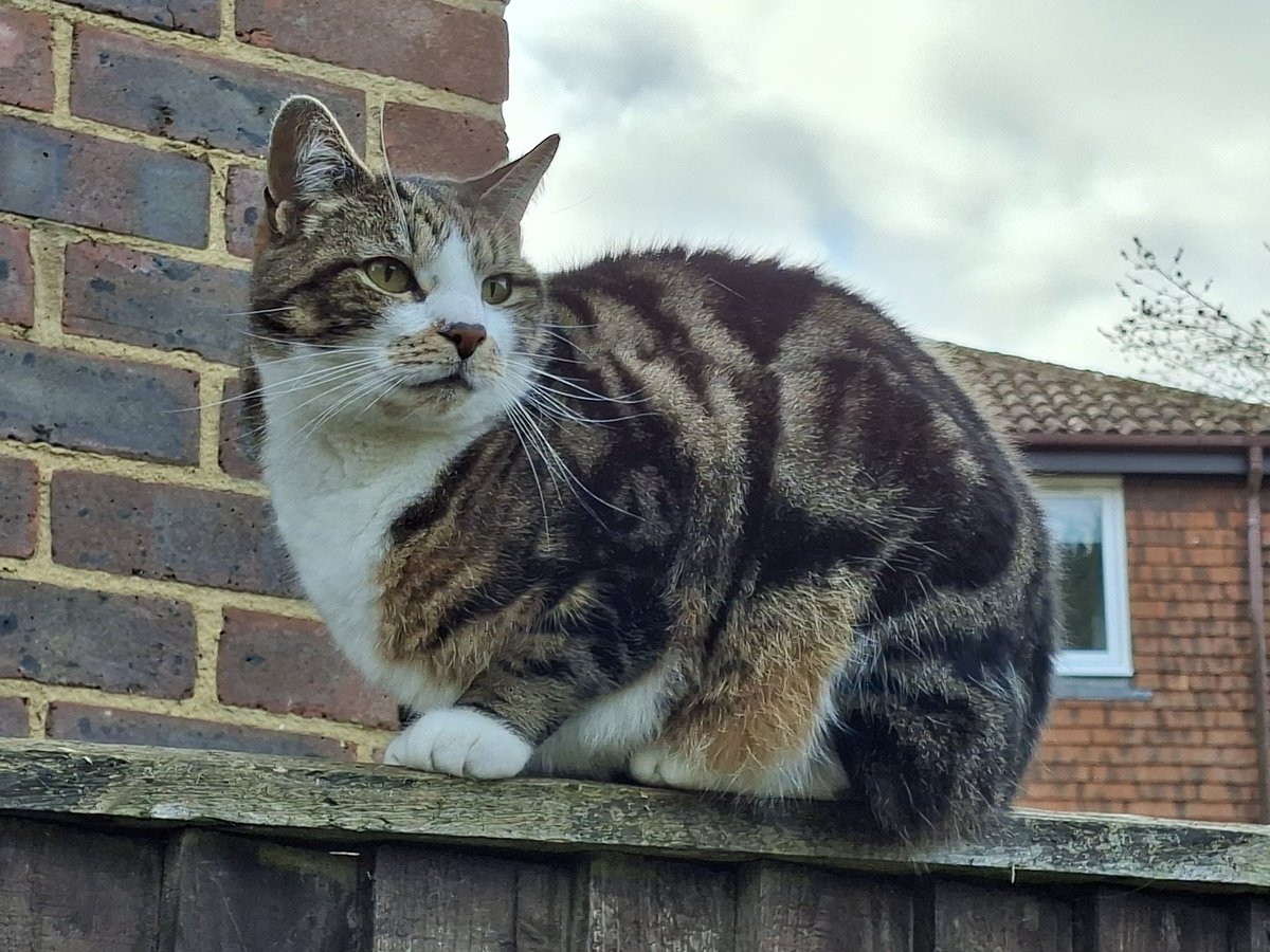 Vicki-G-1972💙🖤🧡💜⚽ tweet media