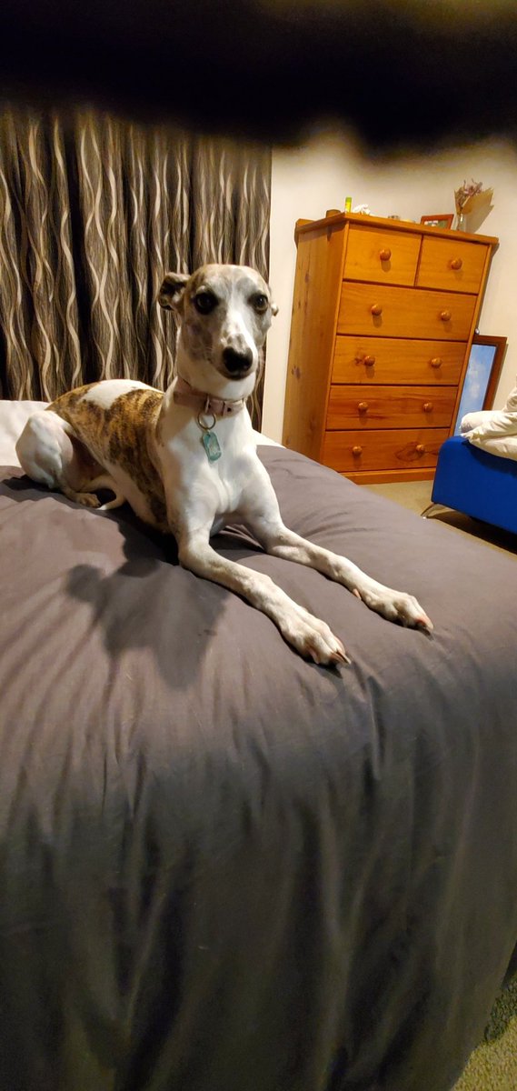 Candace the whippet tweet media