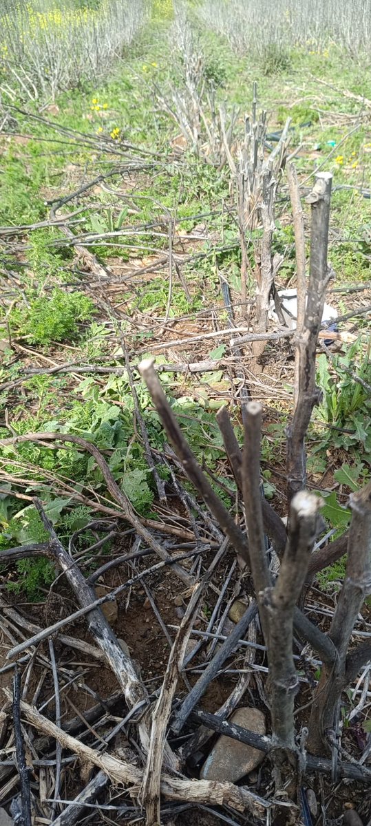 Tabipler Tarım Koop tweet media