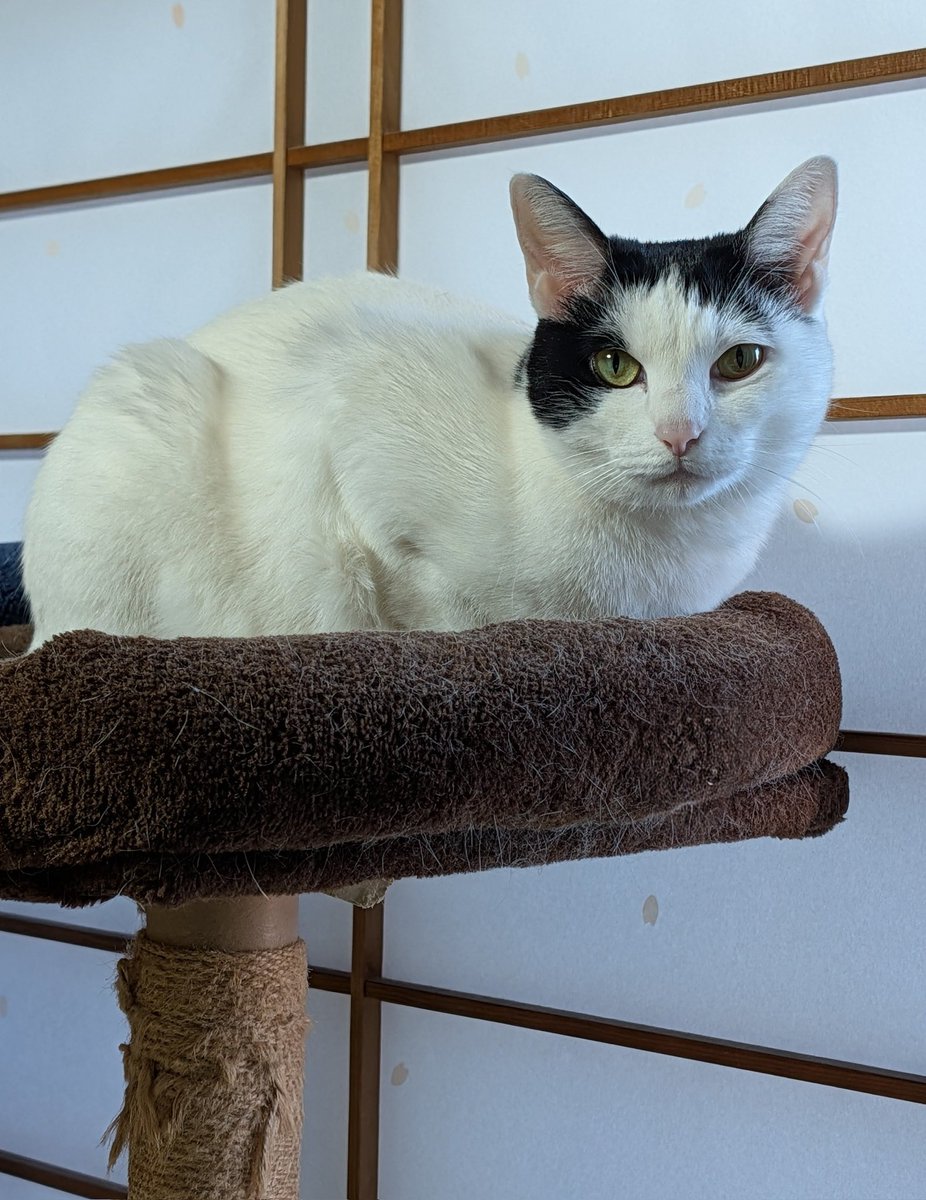 むつみや tweet media