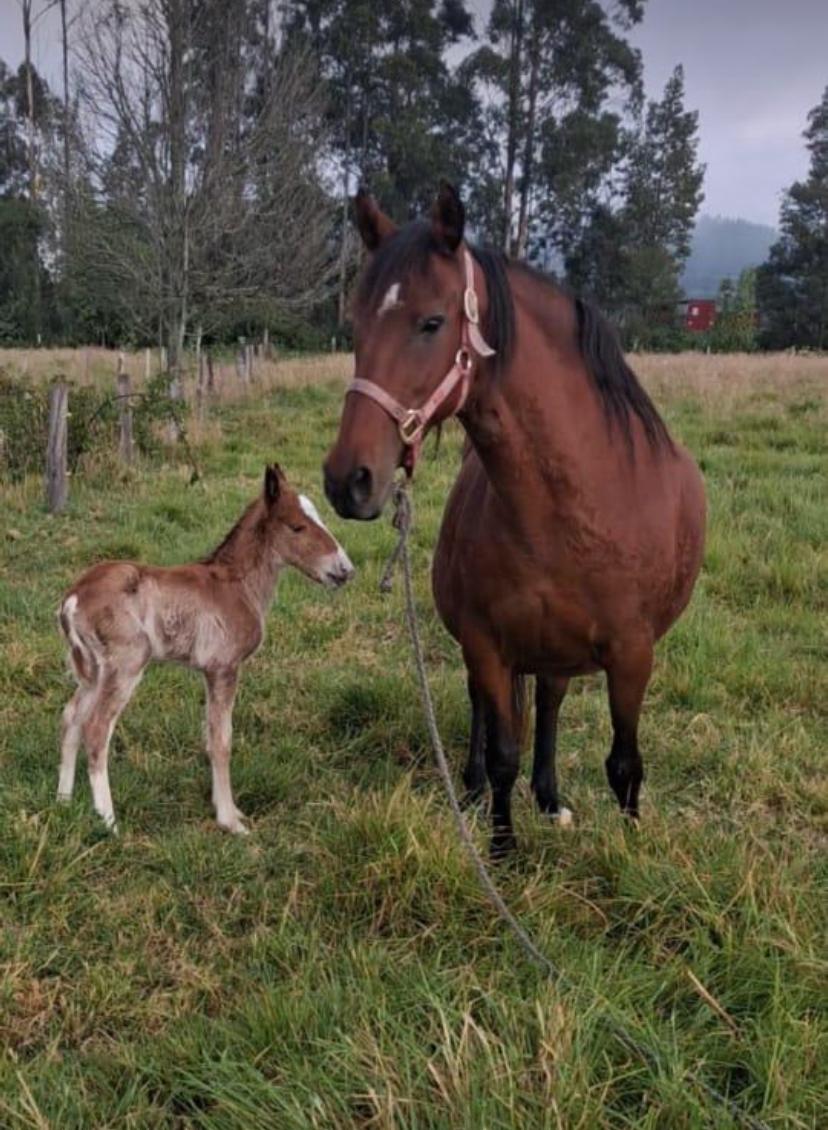 Pl Chiquinquirá Pasión Ganadera tweet media