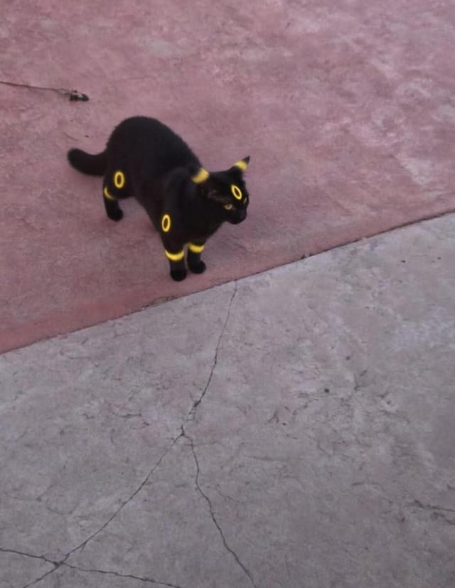 MAGIKARP🦈💦 tweet media