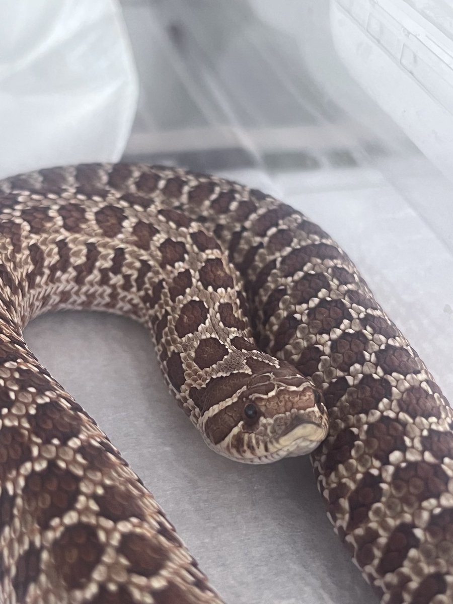 シシ•バナ tweet media