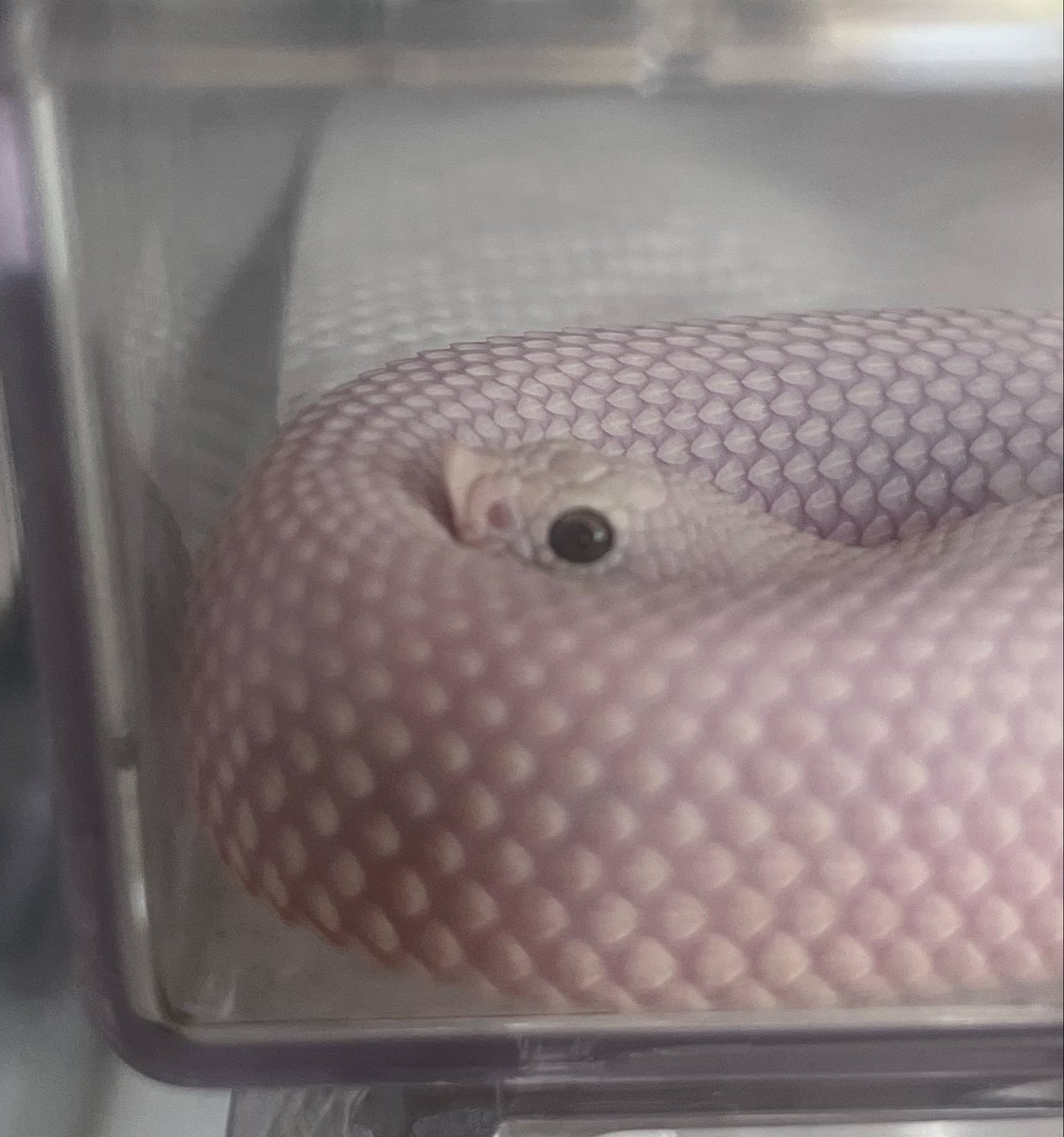 シシ•バナ tweet media