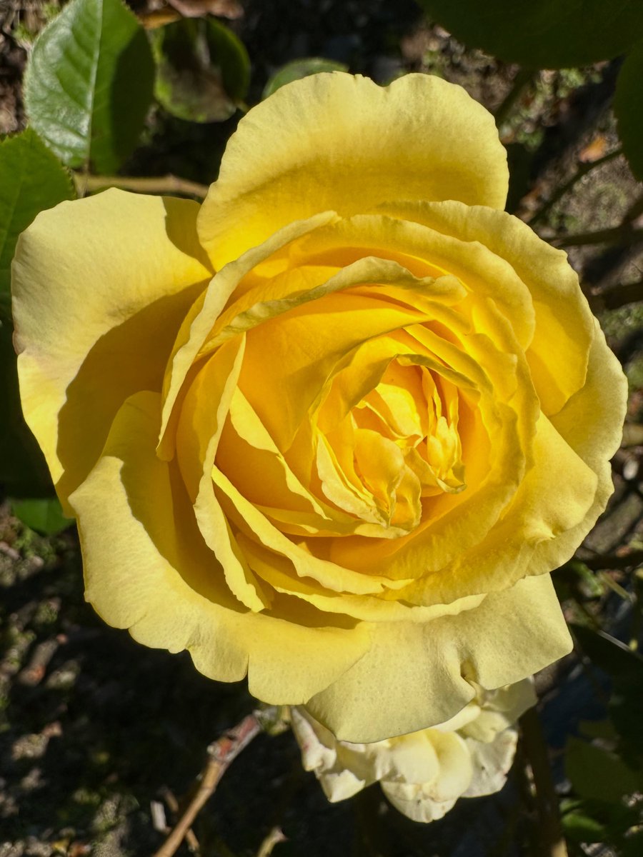 yfftn650's tweet image. 幸せに過ごせますように
#flower
#rose
#薔薇