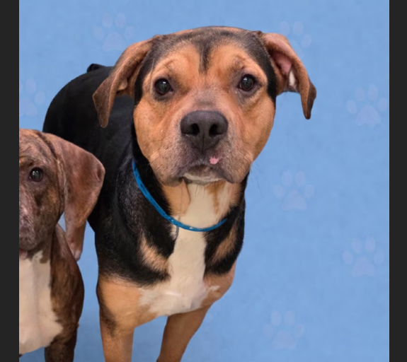 HollywoodDogs's tweet image. At a full shelter in #Memphis, #TN, 2-year-old Tie adoptapet.com/pet/47522883-m… and Bow adoptapet.com/pet/47522886-m… are in IMMEDIATE need of adoption, a foster home, or rescue