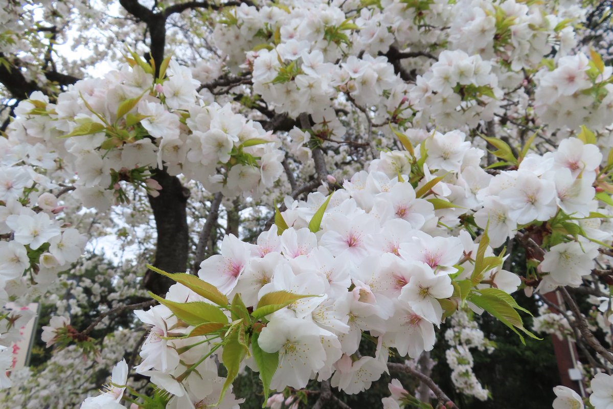 ろく(痛風持ち んがっ❗) tweet media