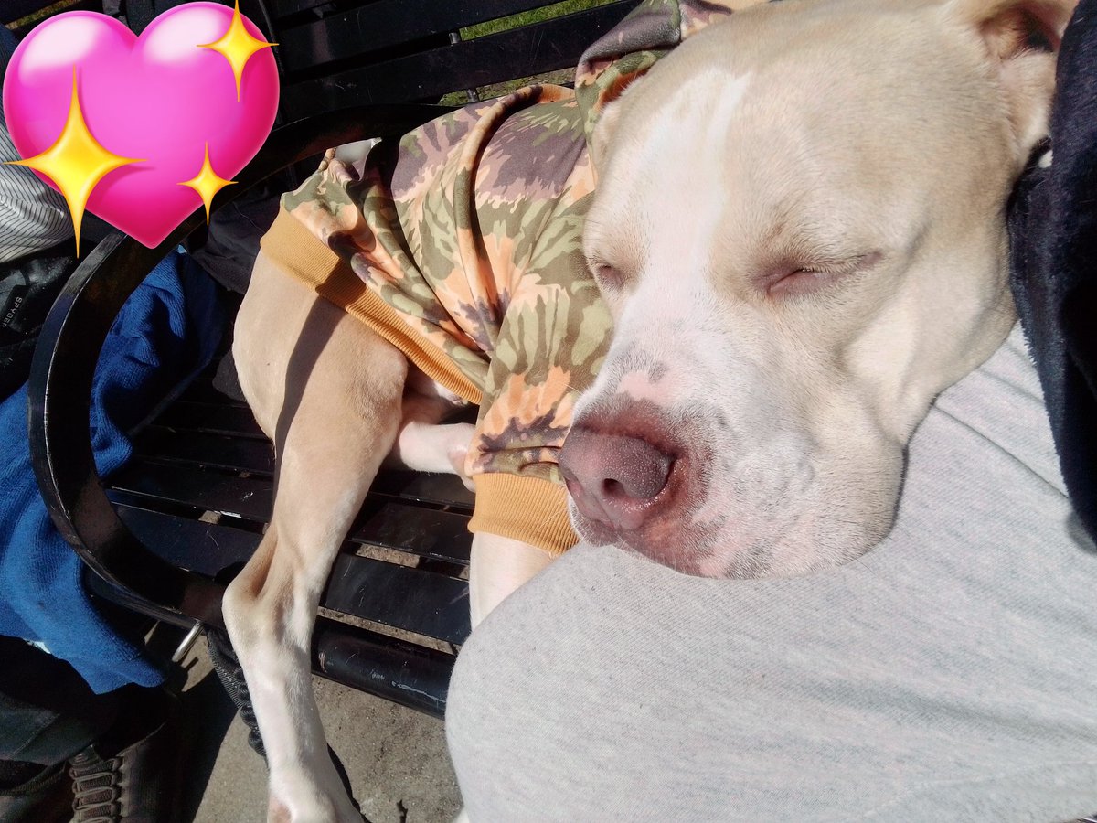 LebrockTony's tweet photo. Wed🌅🐾Joey+Mum Chillin🫰
#ilovemydog #dogmomlife #pittielove  #rednoselife #pitti 
#dogsonx #cooldog #dogking  #mommasboy #pittrageous https://t.co/RQd1Sx77SQ