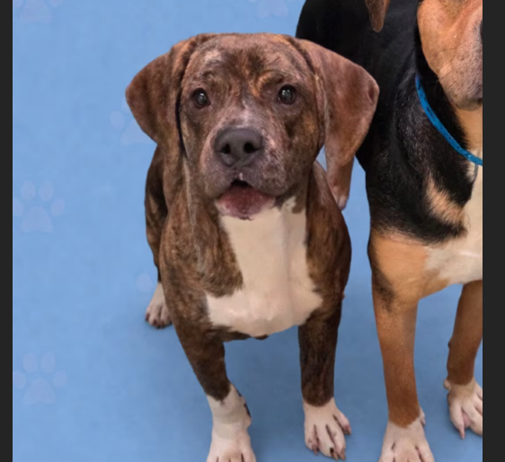 HollywoodDogs's tweet image. At a full shelter in #Memphis, #TN, 2-year-old Tie adoptapet.com/pet/47522883-m… and Bow adoptapet.com/pet/47522886-m… are in IMMEDIATE need of adoption, a foster home, or rescue