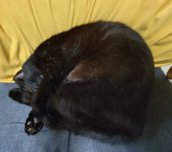 はなゆめ tweet media