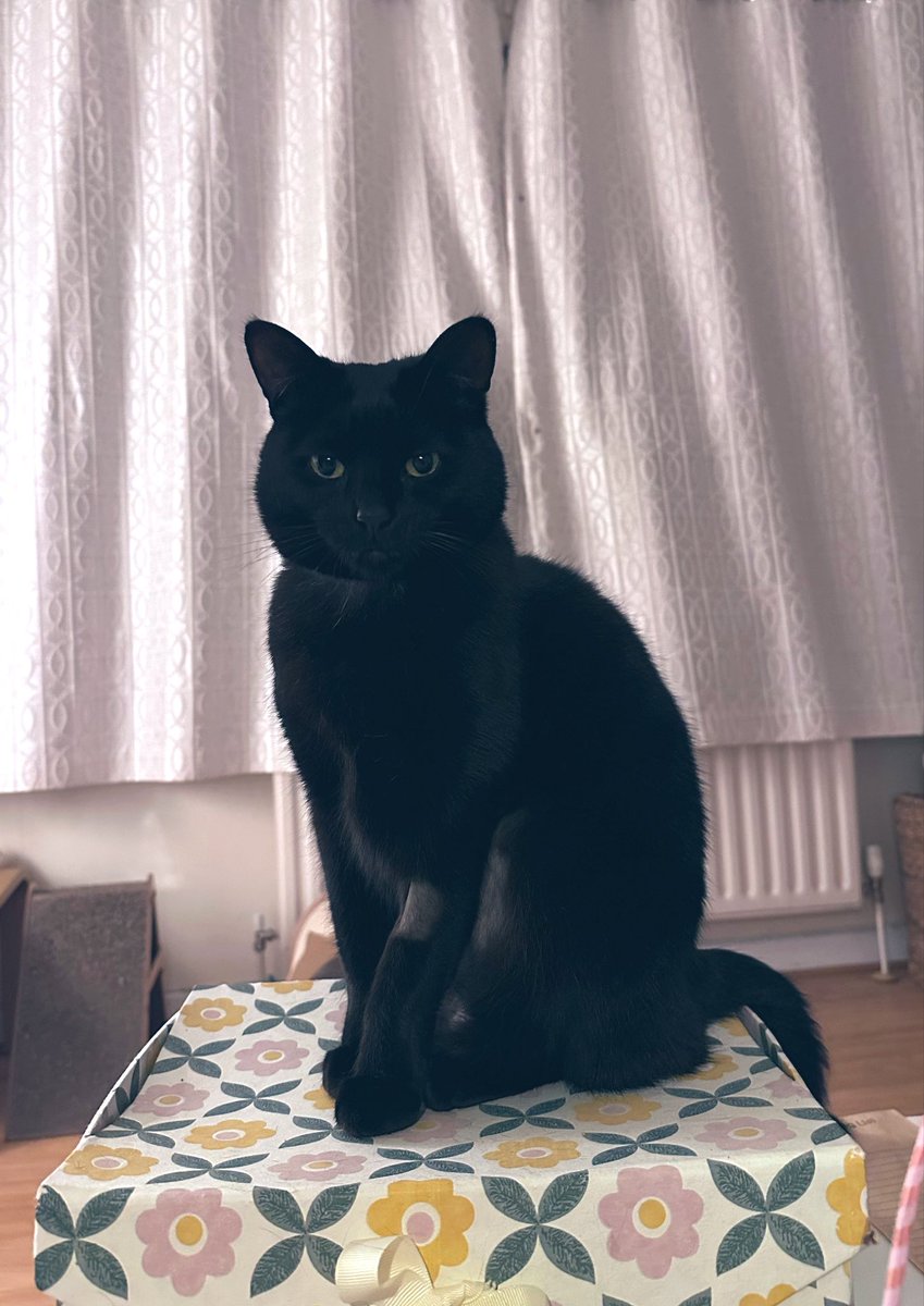 しゃも&あずき先生&うずらまめ姉妹 tweet media