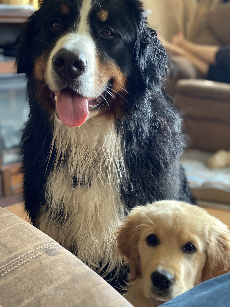 Bunsen, Beaker, Bernoulli & Brix tweet media