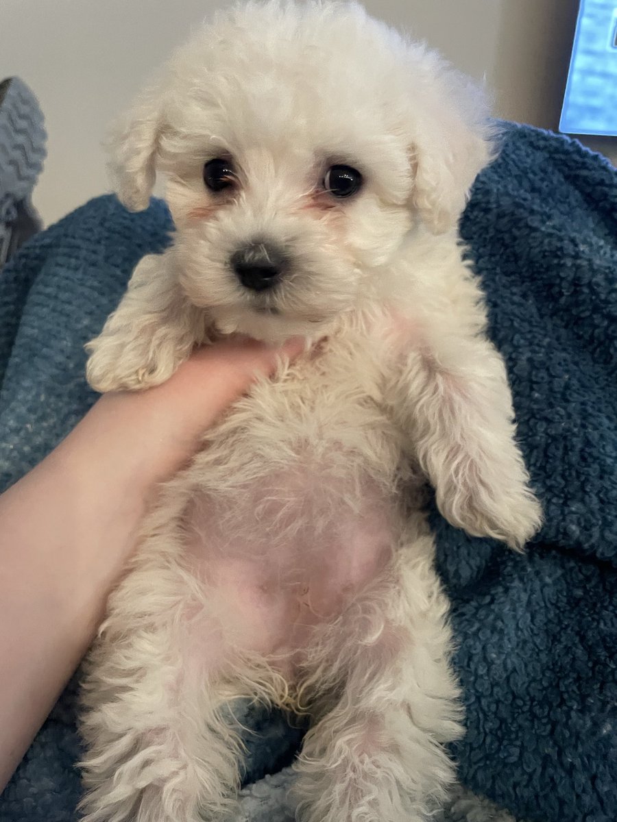 boots with the fur tweet media