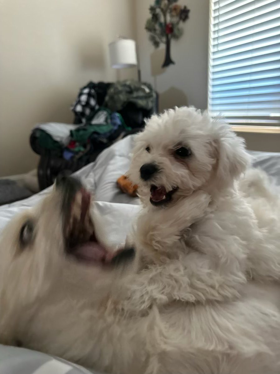 boots with the fur tweet media