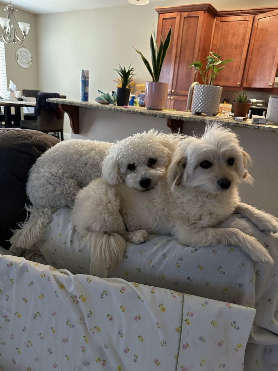 boots with the fur tweet media