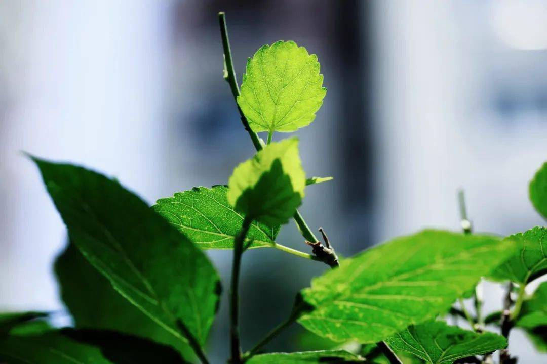 Robert Vann tweet media