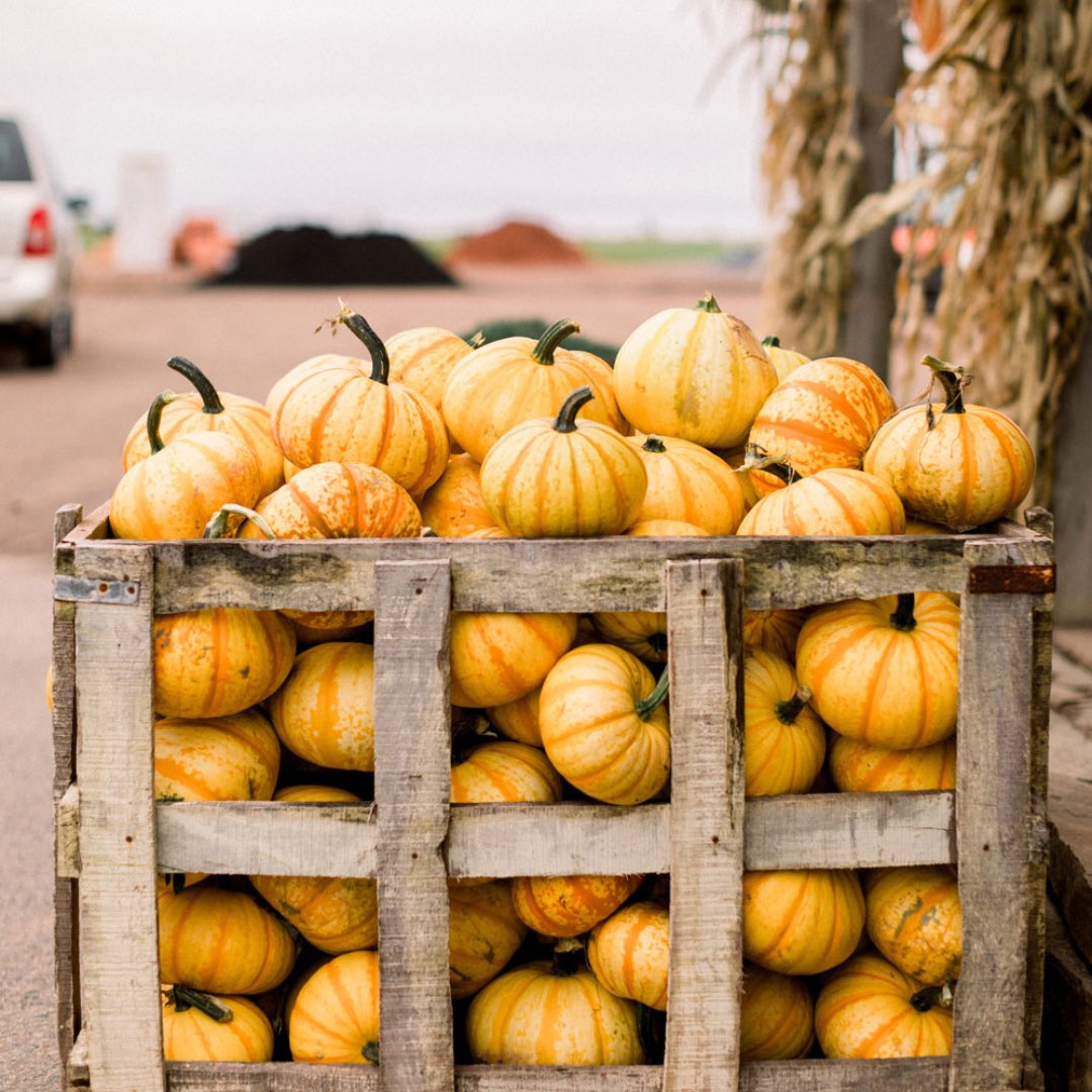 peicapstone2026's tweet photo. Country air and island fun 🌾☀️🌽
Kool Breeze Farm has animals, pony rides, wagon rides and corn mazes, there’s something here for everyone 🌻🚜

Save this for your next PEI adventure &amp; tag who you’re bringing to the farm 🫶

#KoolBreezeFarm
#Summerside
#TourismPEI
#HOST4103 https://t.co/uKqujxsCw4