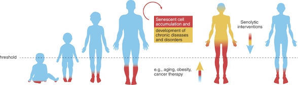 americanaging's tweet photo. “#Zombiecells” are a real driver of #aging 🧟♂️
#Senescentcells:
• Don’t die
• Release inflammatory signals
• Damage tissues over time
Now, #senolytics aim to remove them and are already in early human trials.
Read:
https://t.co/Aaj02QN4ZT
Trial:
https://t.co/YnMWbBJSpy https://t.co/EcmNjlAoVL