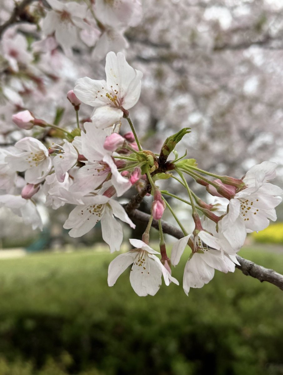 山法師（やまぼうし🌸） tweet media